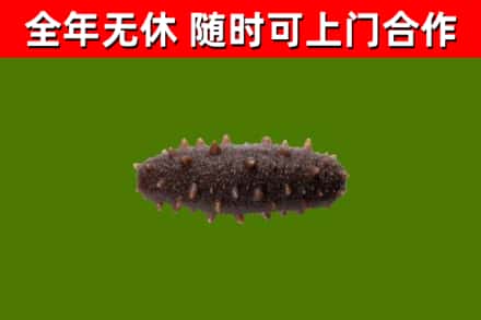 海西烟酒回收干海参.jpg